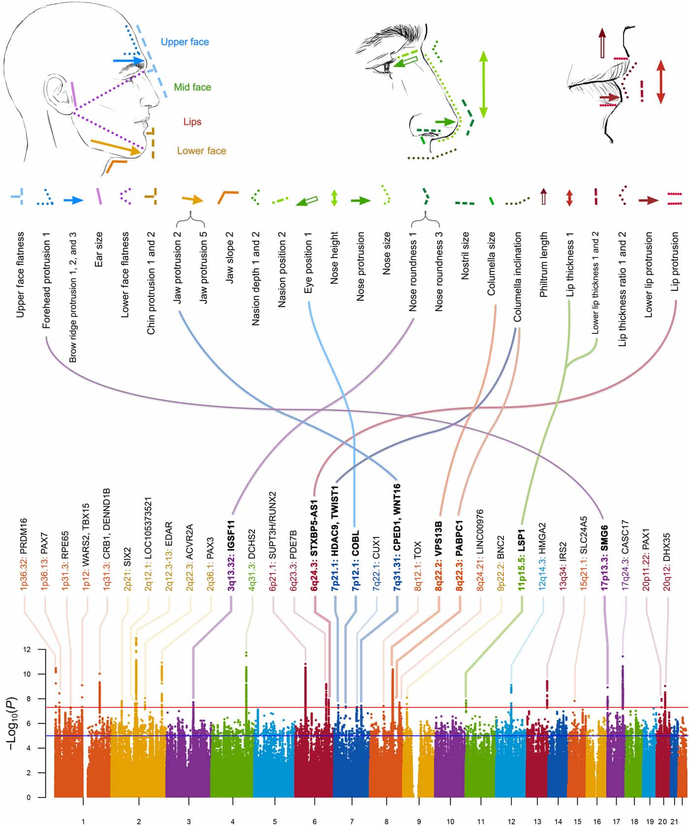 Genes for face shape