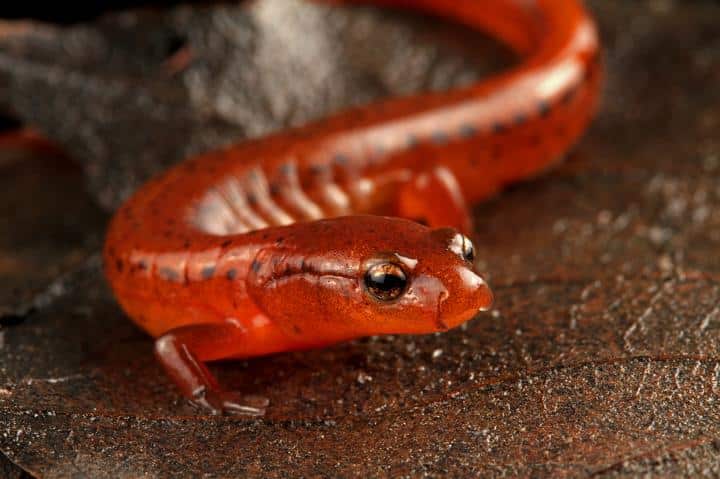 top 20 new species discovered in 2020