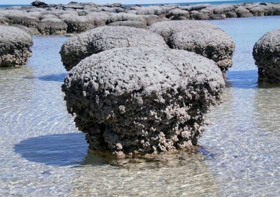 Stromatolites & Viruses