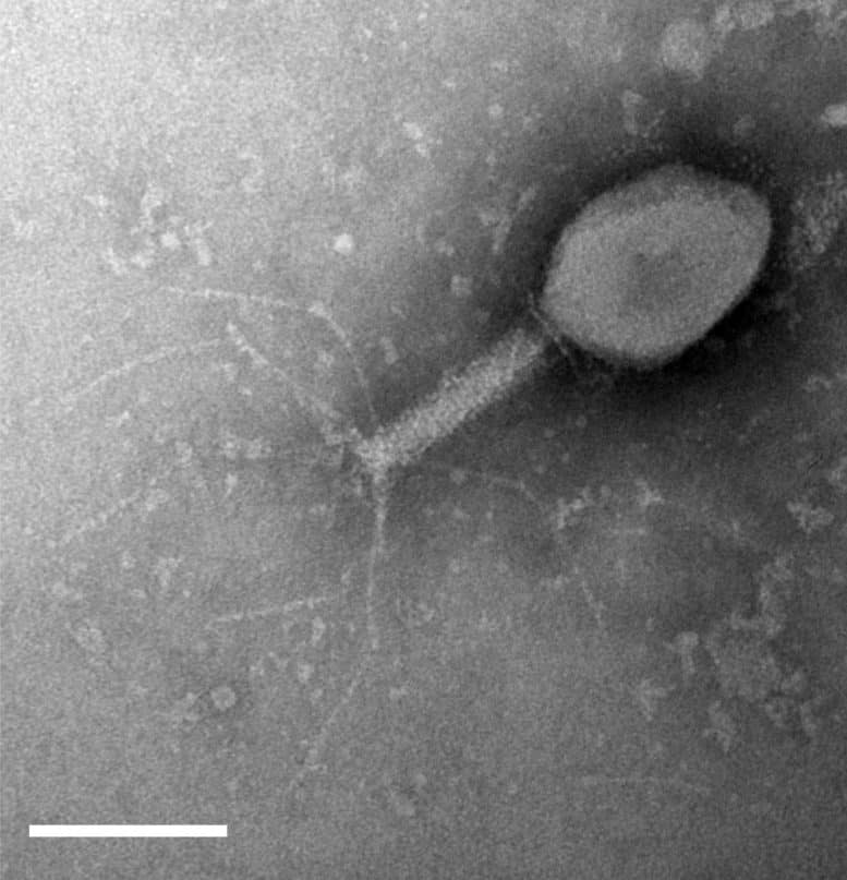 Bacteria Evolves To Provide Immunity