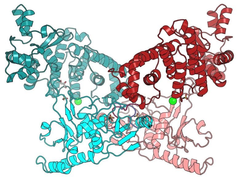 Bacteria Evolves To Provide Immunity