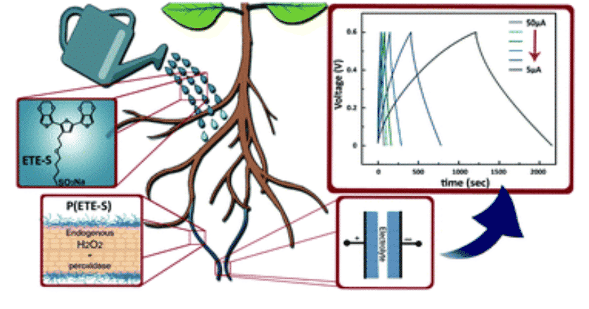 Plants With Electronic Roots