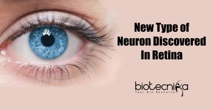 New Type of Neuron Discovered