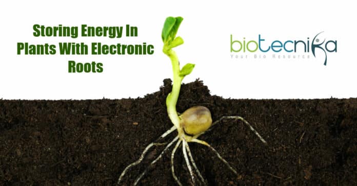 Plants With Electronic Roots