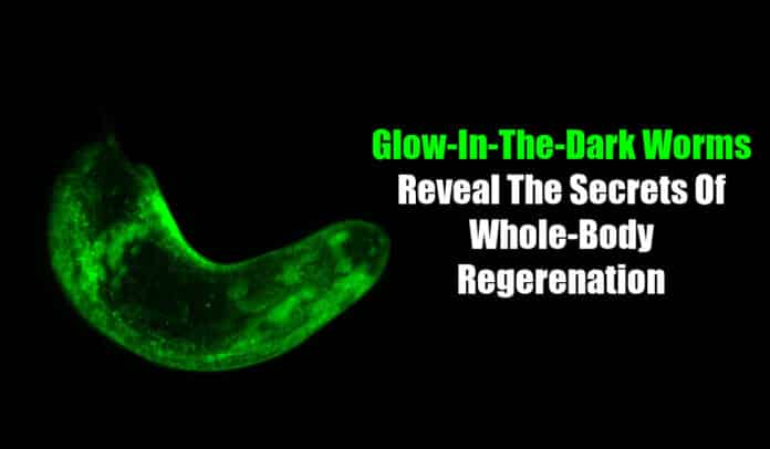 Glow In The Dark Worms