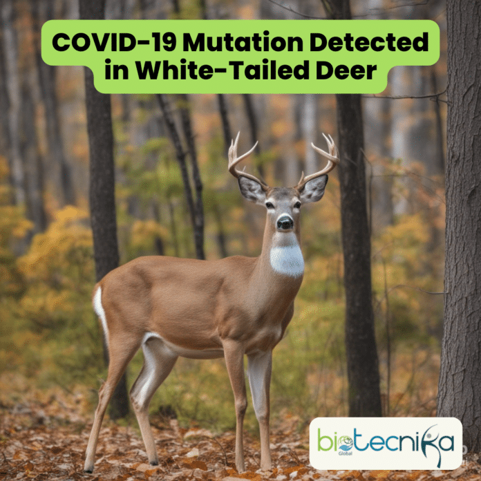 COVID-19 Mutation Detected in White Tailed Deer: Implications & Insights