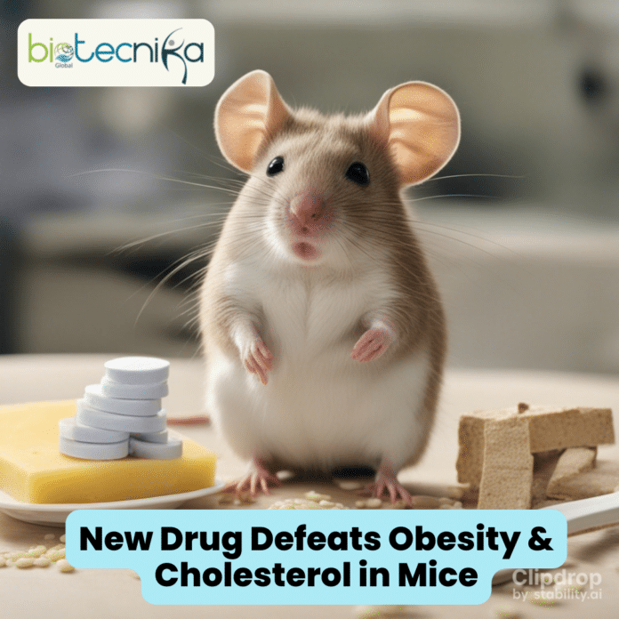 New Drug Defeats Obesity & Cholesterol in Mice – Shocking Discovery